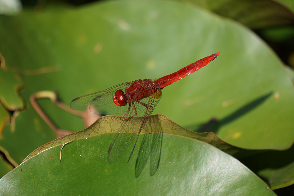 Una libellula nello stagno