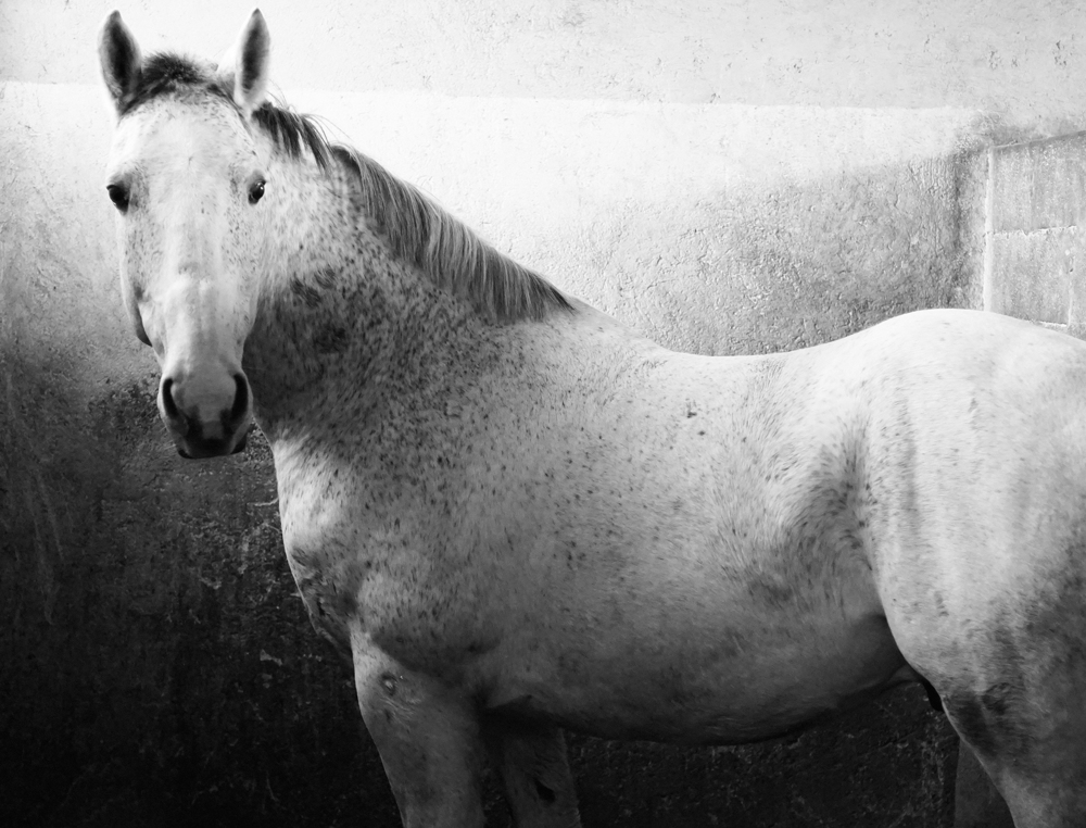 Zilay, uno dei cavalli ungheresi di Giuseppe